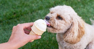 Szabad a kutyáknak fagyit enni?